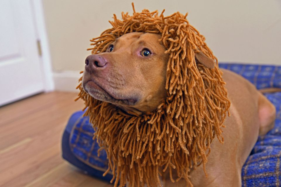 DIY Lion Costume For Dog
 DIY Dog Costume Ideas