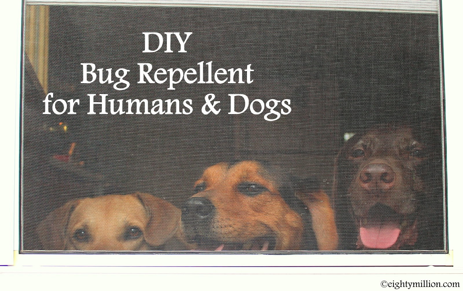 DIY Mosquito Repellent For Dogs
 Eightymillion A DIY craft and photography blog Dogs