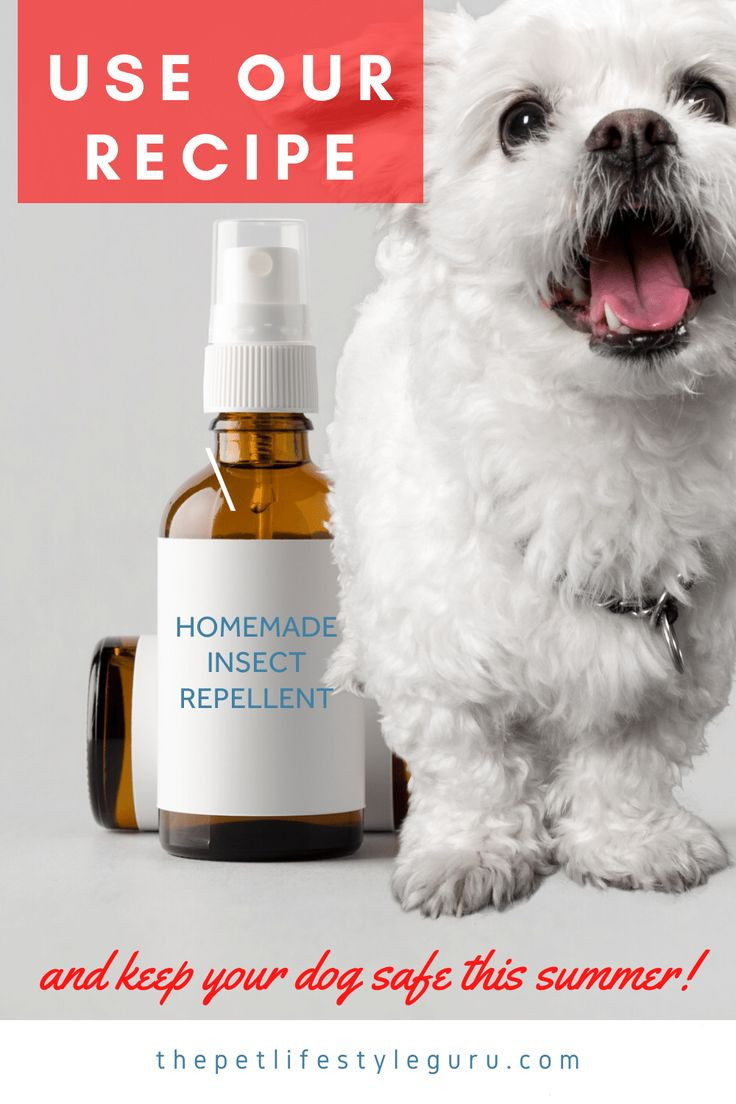 DIY Mosquito Repellent For Dogs
 Homemade Insect Repellent For Dogs in 2020