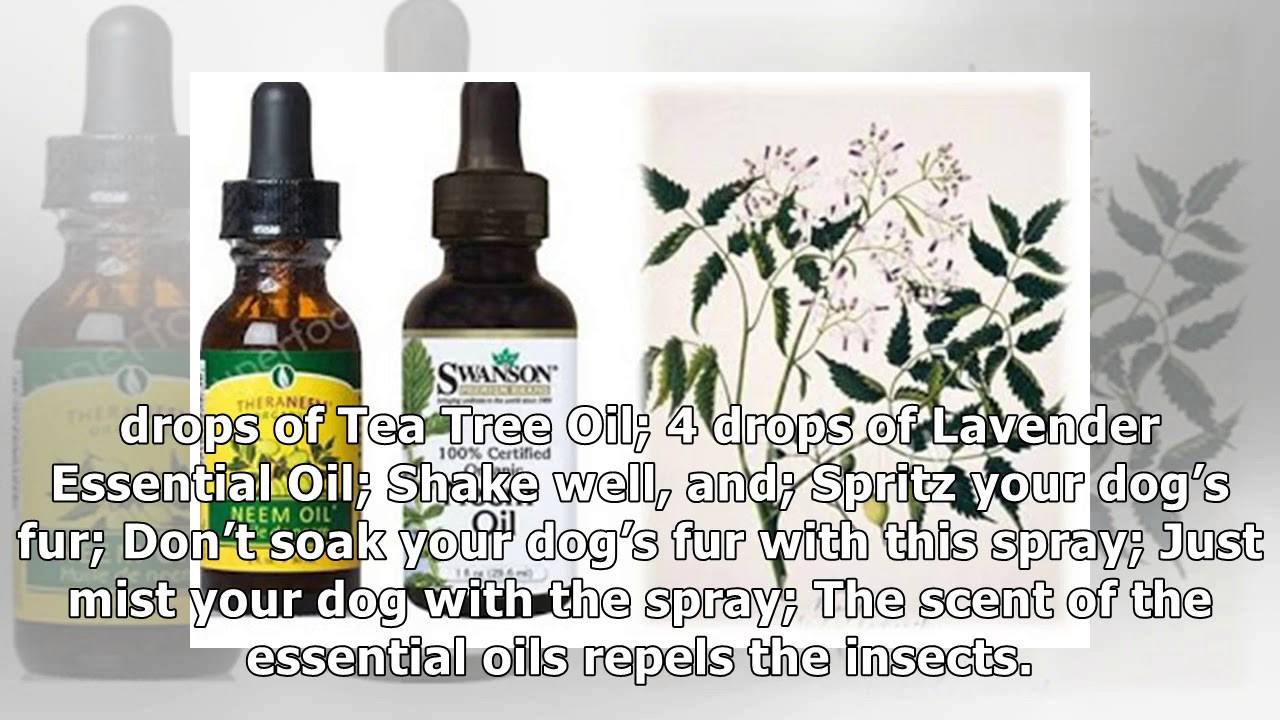 DIY Mosquito Repellent For Dogs
 DIY Natural Herbal Flea Tick Mosquito Repellent Sprays