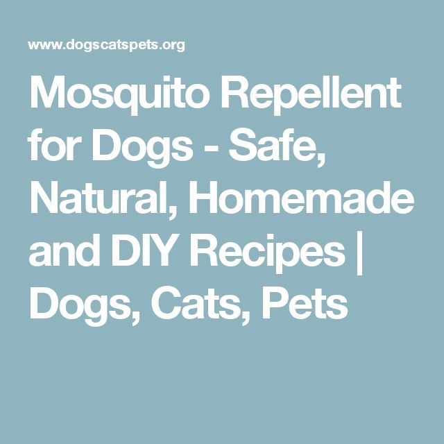 DIY Mosquito Repellent For Dogs
 Mosquito Repellent for Dogs Safe Natural Homemade and