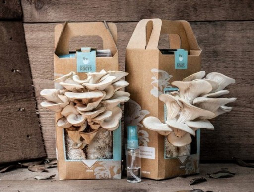 DIY Mushroom Kit
 how to grow your own oyster mushrooms in used coffee