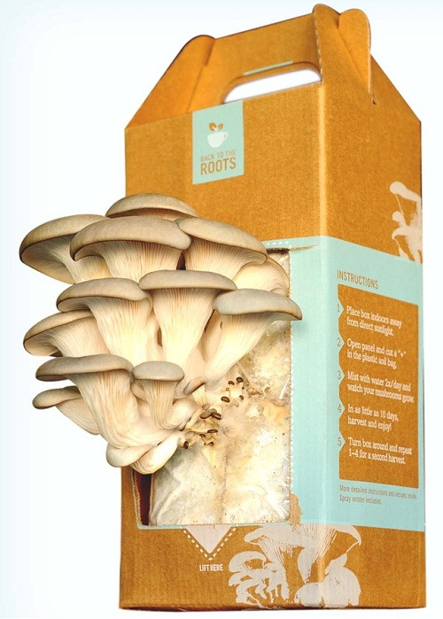 DIY Mushroom Kit
 Grow It Yourself Home Mushroom Kits