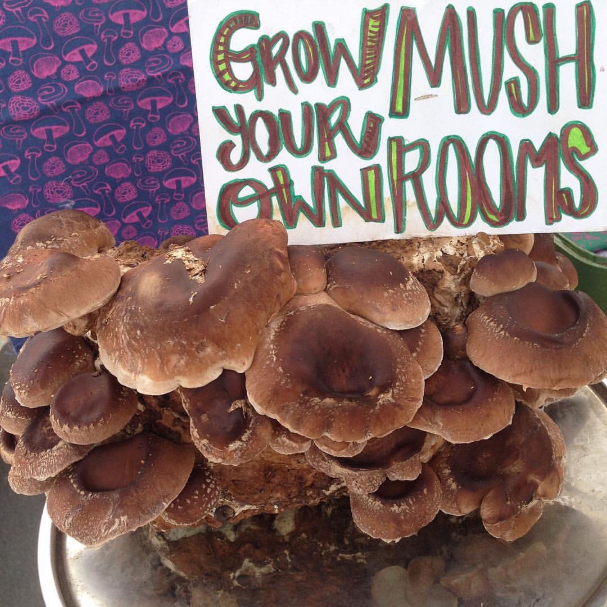 DIY Mushroom Kit
 Shiitake Mushroom Grow Kit DIY Shiitake Mushrooms Growing