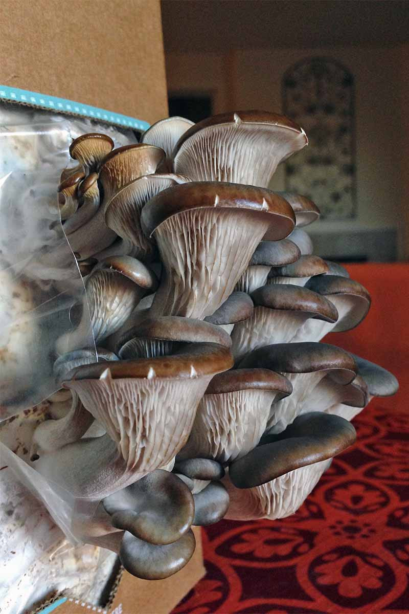 DIY Mushroom Kit
 The Best 11 Mushroom Kits to Grow Your Own