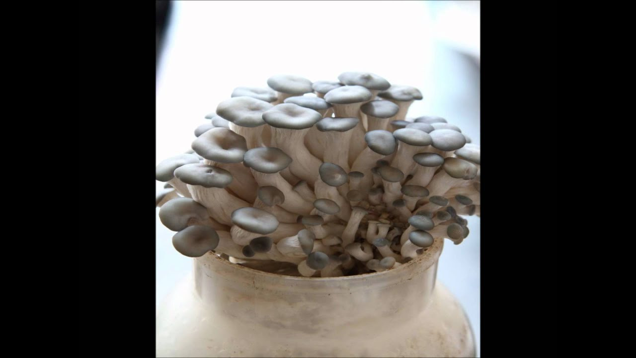 DIY Mushroom Kit
 20 Hrs Time Lapse DIY Edible Mushroom Growing Kit