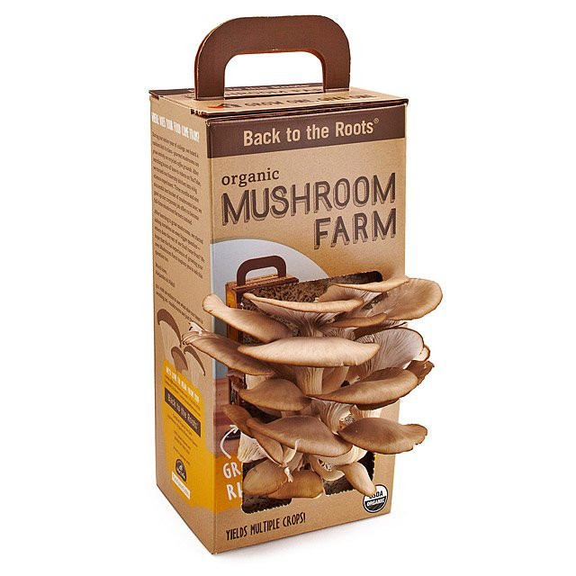 DIY Mushroom Kit
 Mushroom Kit Oyster Mushroom Garden Grow Box