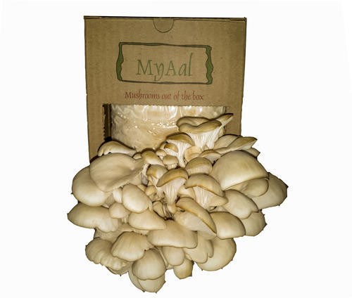 DIY Mushroom Kit
 DIY Oyster Mushroom Grow Kits at Rs 400 piece