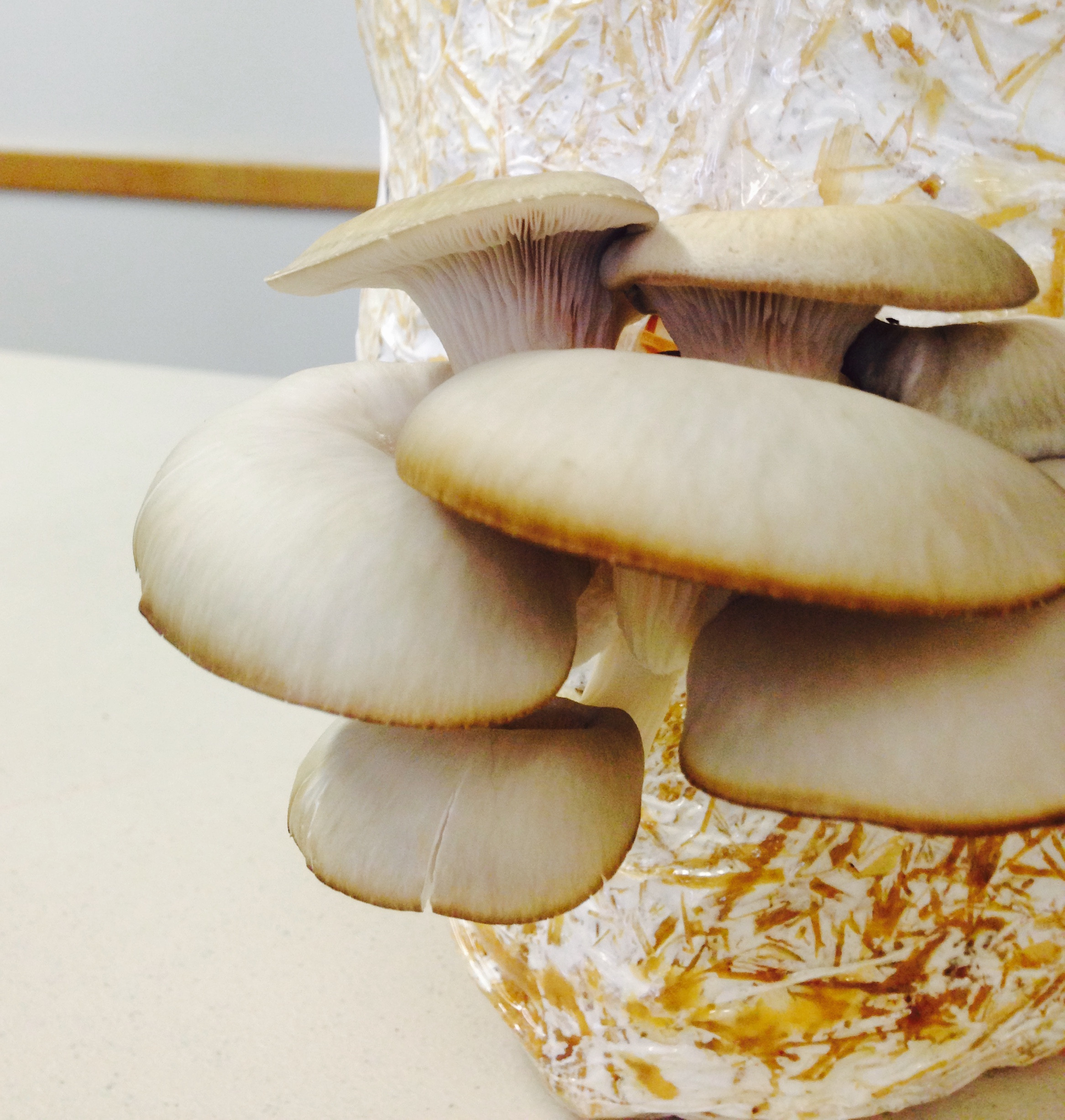 DIY Mushroom Kit
 Make Your Own Mushroom Kit Rethink Green