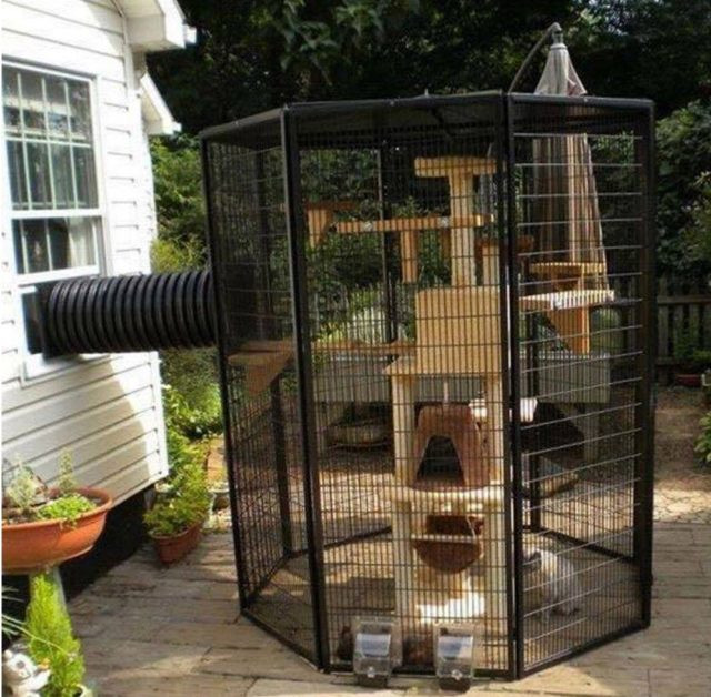 DIY Outdoor Cat Enclosure
 Outdoor Cat Enclosures