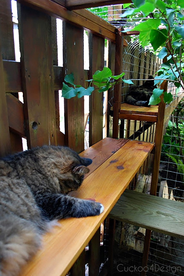 DIY Outdoor Cat Enclosure
 Easy DIY Cat Enclosure to keep your indoor cats happy and safe