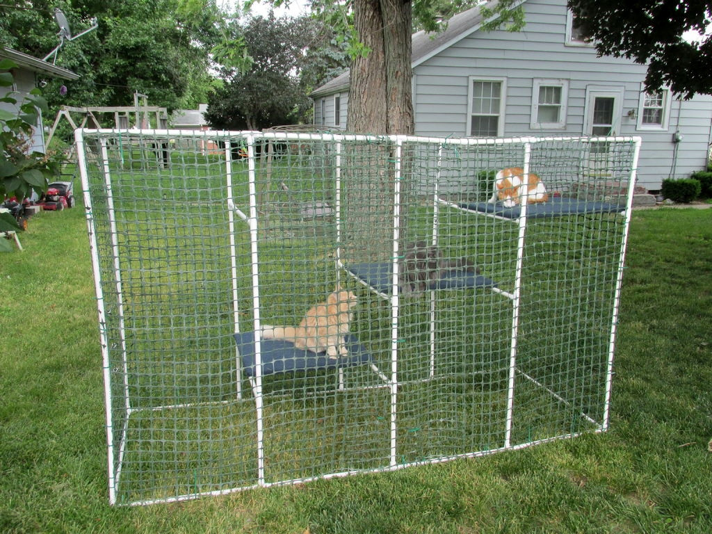 DIY Outdoor Cat Enclosure
 PVC Cat Enclosure petdiys