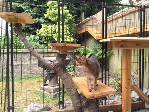 DIY Outdoor Cat Enclosures
 Awesome DIY backyard Cat Enclosure
