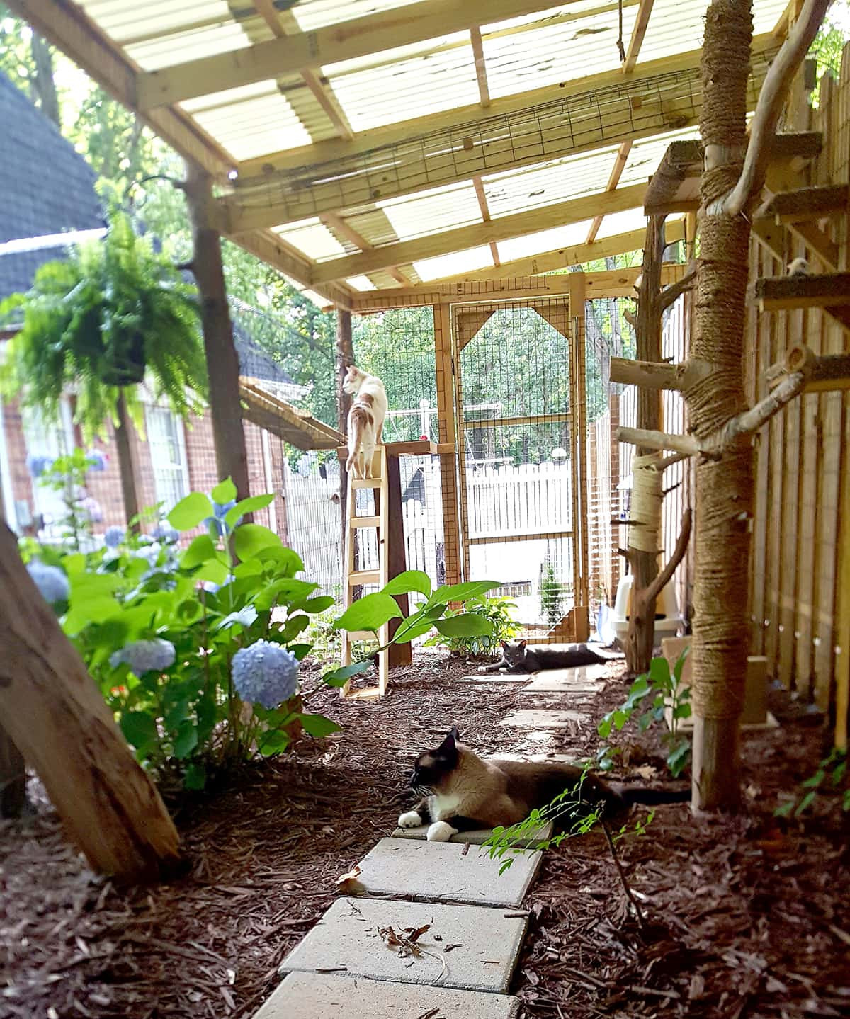 DIY Outdoor Cat Enclosures
 Connected outside cat enclosures with an enclosed tree