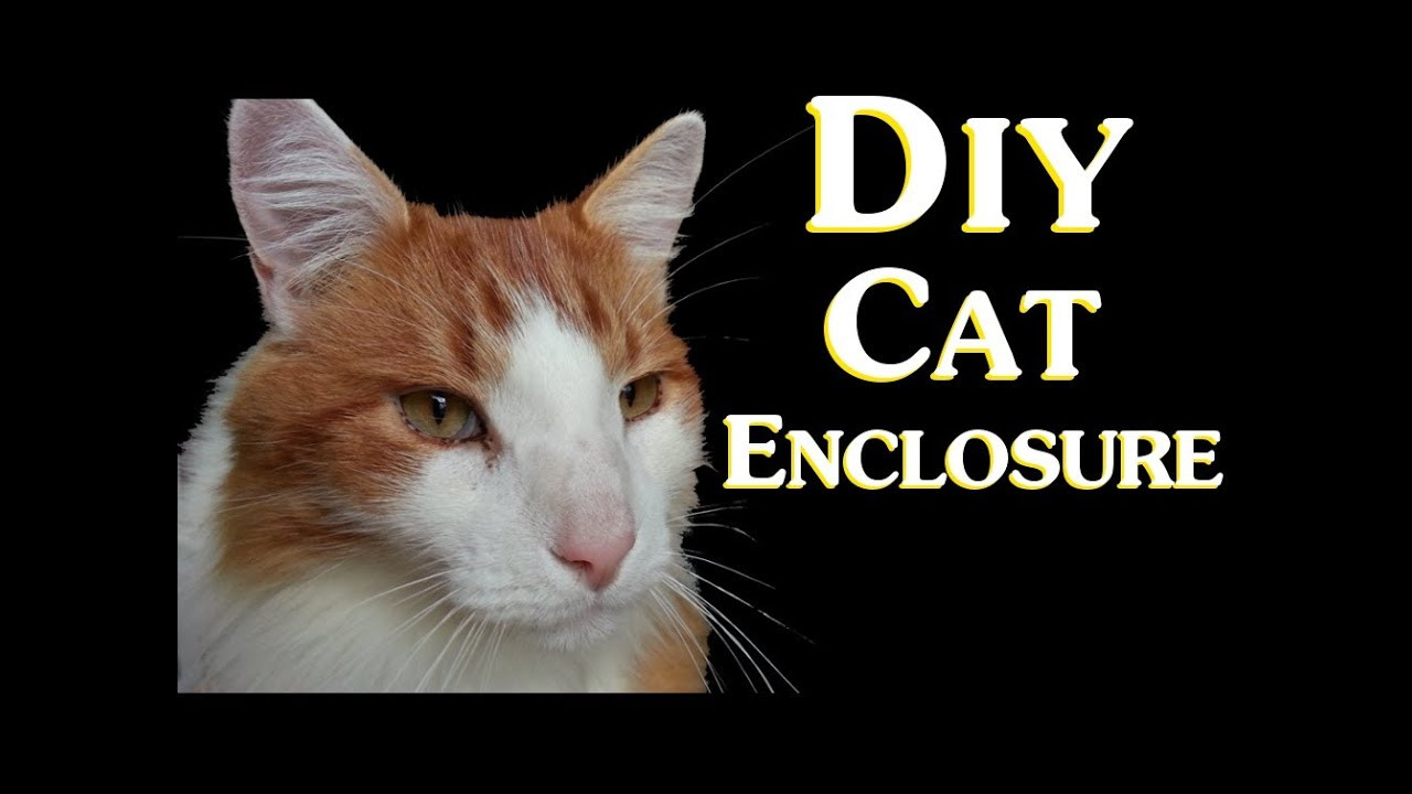 DIY Outdoor Cat Enclosures
 DIY Cat Enclosure Introduction Low Bud Do It Yourself