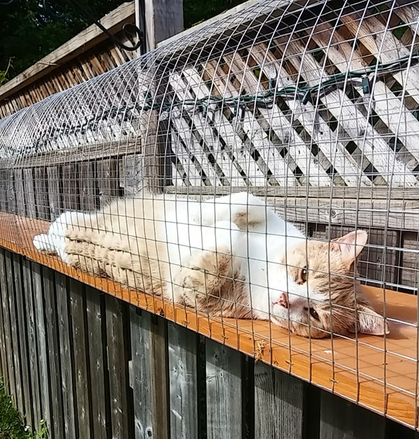 DIY Outdoor Cat Enclosures
 Another awesome outdoor cat enclosure