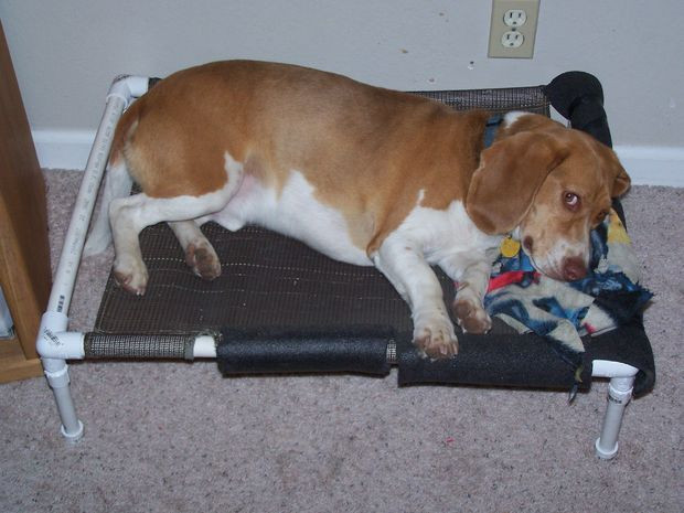DIY Pvc Dog Bed
 DIY Dog Bed
