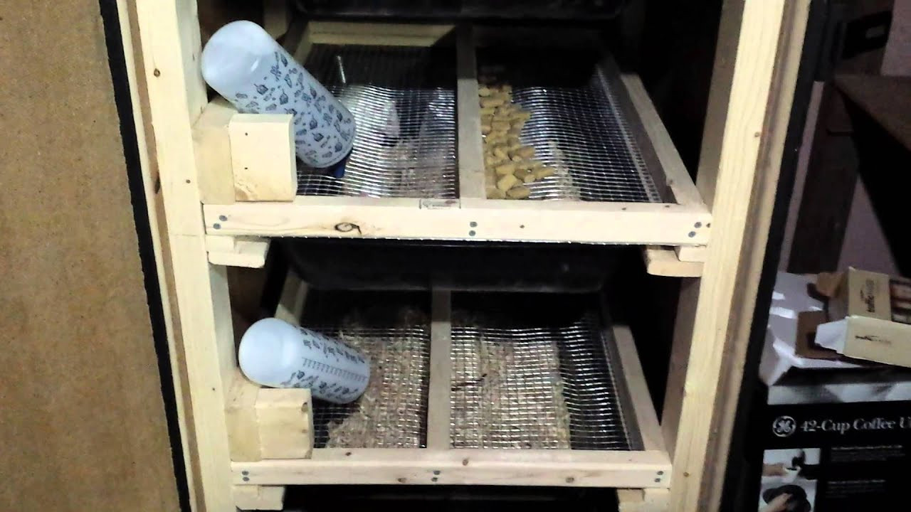 DIY Rat Rack
 DIY RAT MICE BREEDING RACK