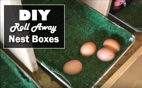 DIY Roll Away Nest Box
 DIY Roll Away Nest Boxes