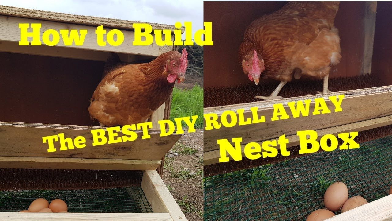 DIY Roll Away Nest Box
 How to Build the BEST DIY ROLL AWAY CHICKEN NEST BOX