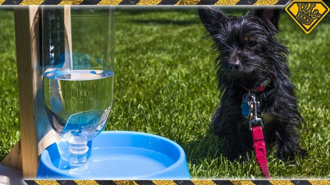 DIY Self Filling Dog Water Bowl
 DIY Self Filling Pet Water Bowl