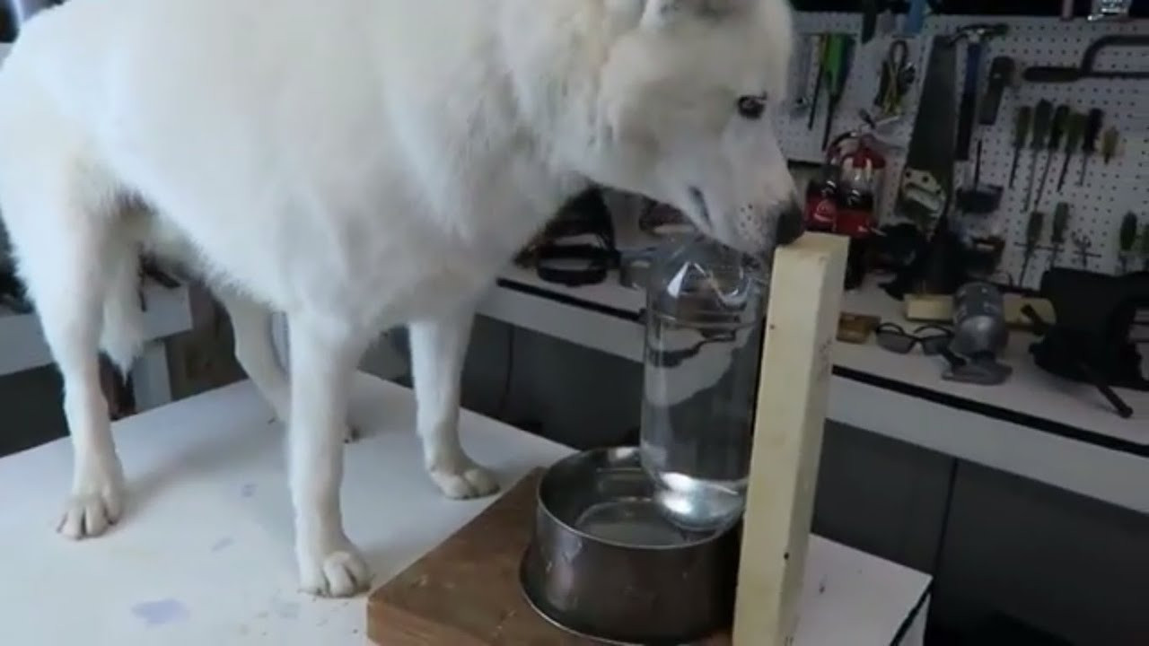 DIY Self Filling Dog Water Bowl
 DIY Self Filling Water Bowl for Your Dog It s cute
