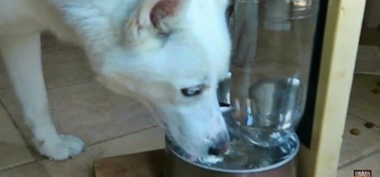 DIY Self Filling Dog Water Bowl
 Dog Approved and DIY Self Filling Water Bowl