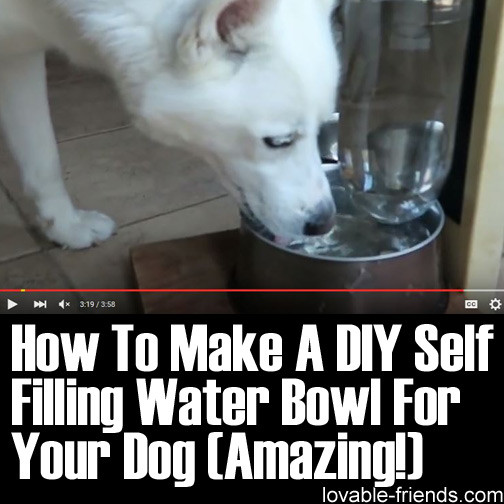 DIY Self Filling Dog Water Bowl
 Lovable Friends
