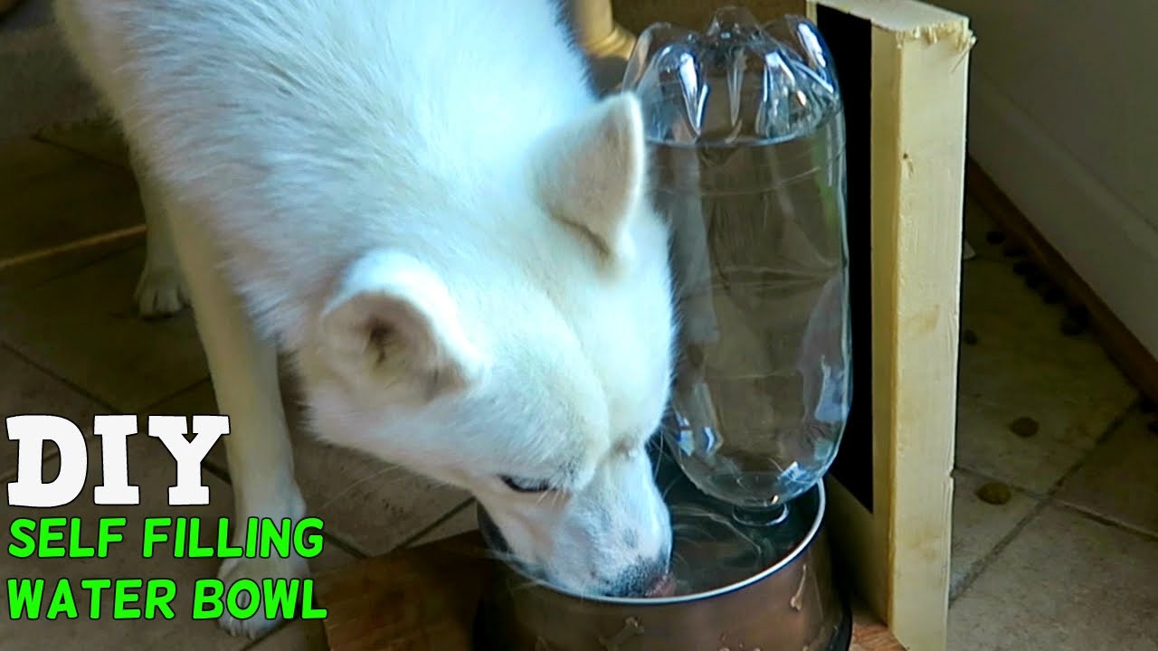 DIY Self Filling Dog Water Bowl
 DIY Self Filling Water Bowl for Your Dog