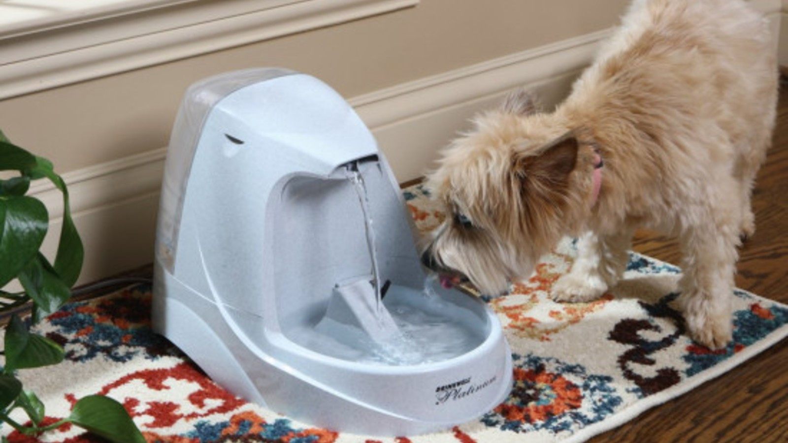 DIY Self Filling Dog Water Bowl
 Diy Gravity Pet Waterer Diy Virtual Fretboard
