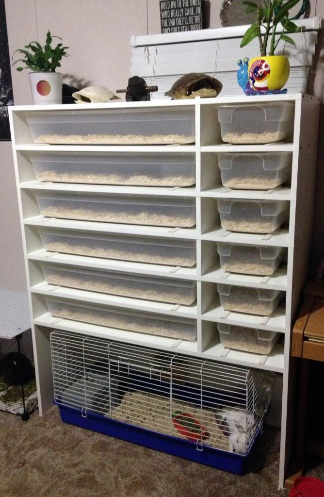 DIY Snake Rack
 24 best DIY Rack Systems images on Pinterest