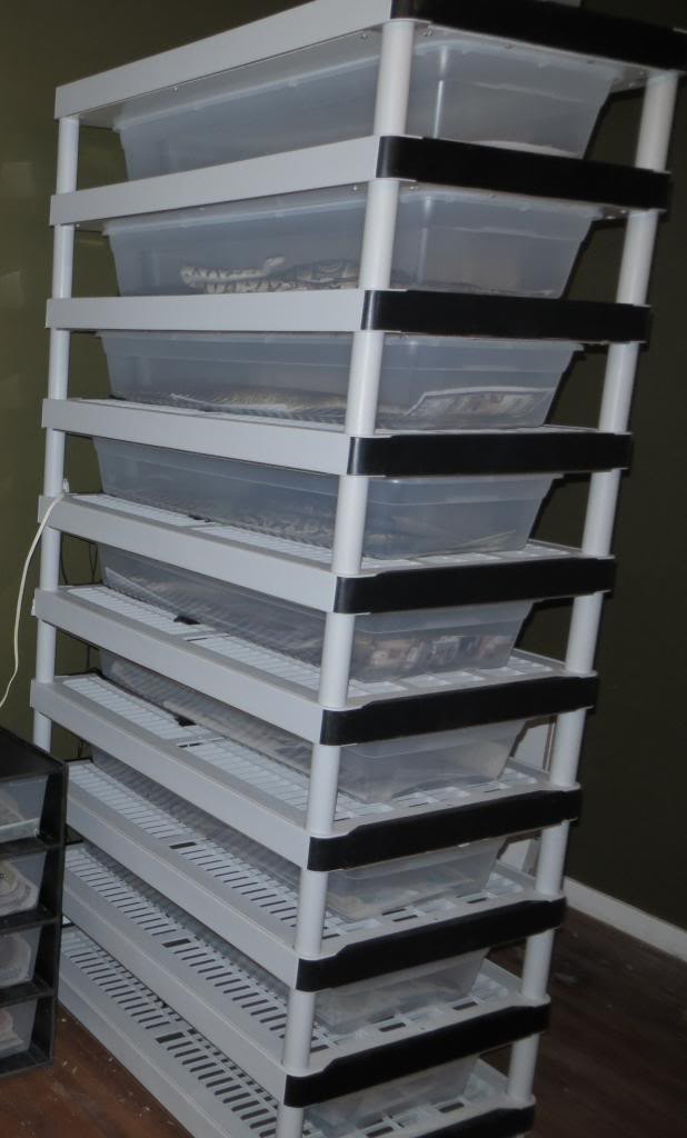 DIY Snake Rack
 DIY 9 Tub Breeder Rack lightweight plastic shelving unit