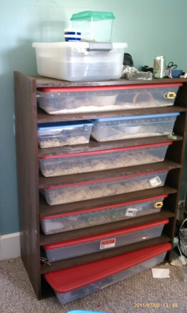 DIY Snake Rack
 Cheapest way to build your own homemade snake rack