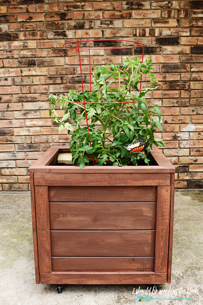 DIY Tomato Planter Box
 i should be mopping the floor DIY Planter Box with Wheels