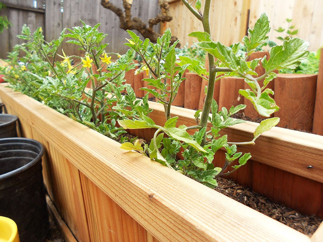 DIY Tomato Planter Box
 Tomato Planter Box Garden