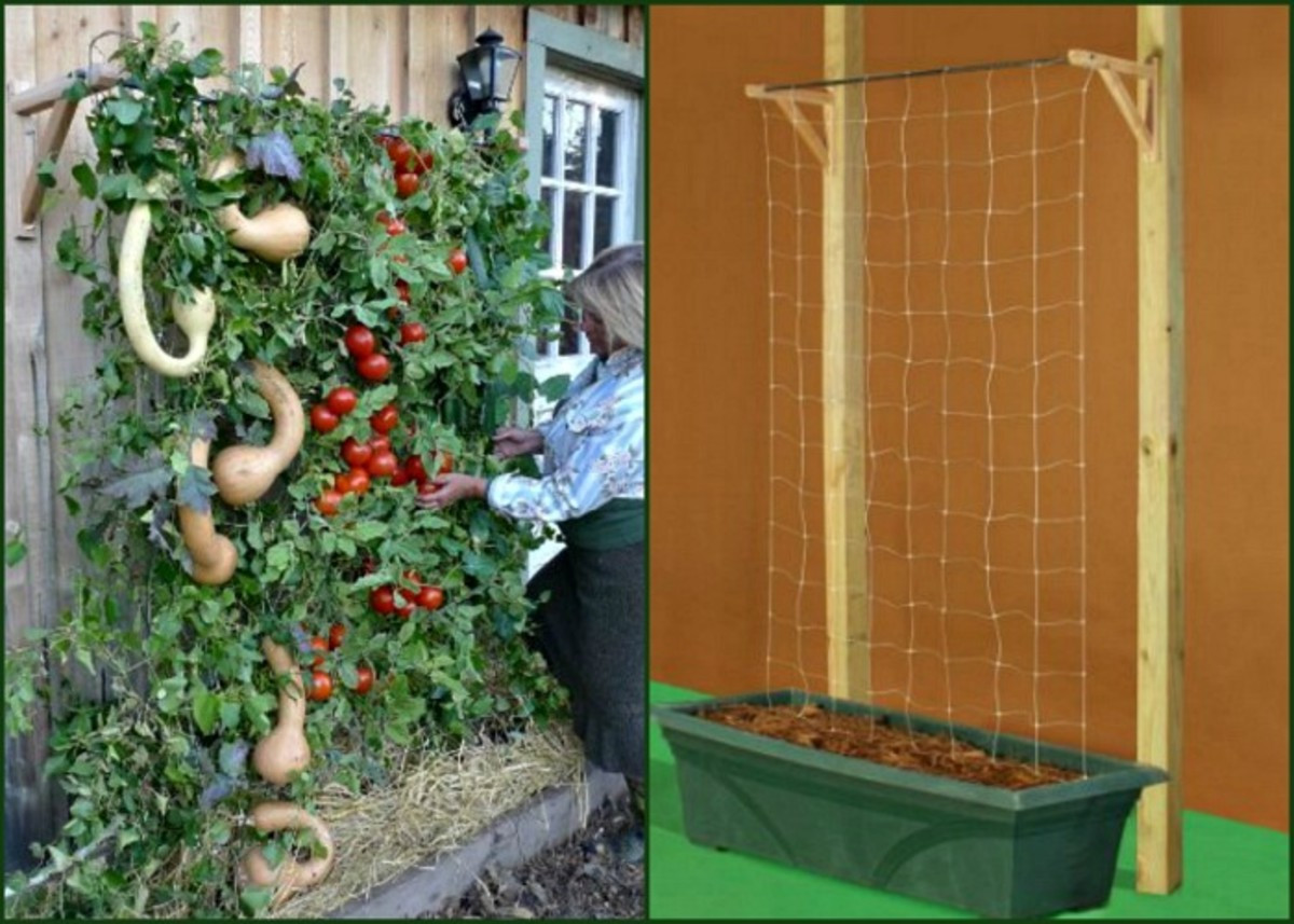 DIY Tomato Planter Box
 Container Tomato Gardening