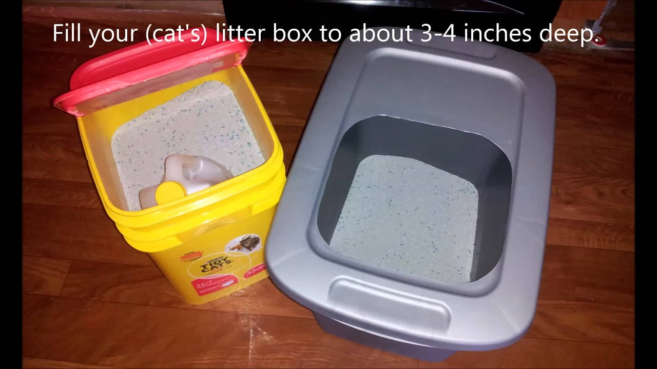 DIY Top Entry Litter Box
 DIY Top Entry Cat Litter Box For Under $5 Dollars