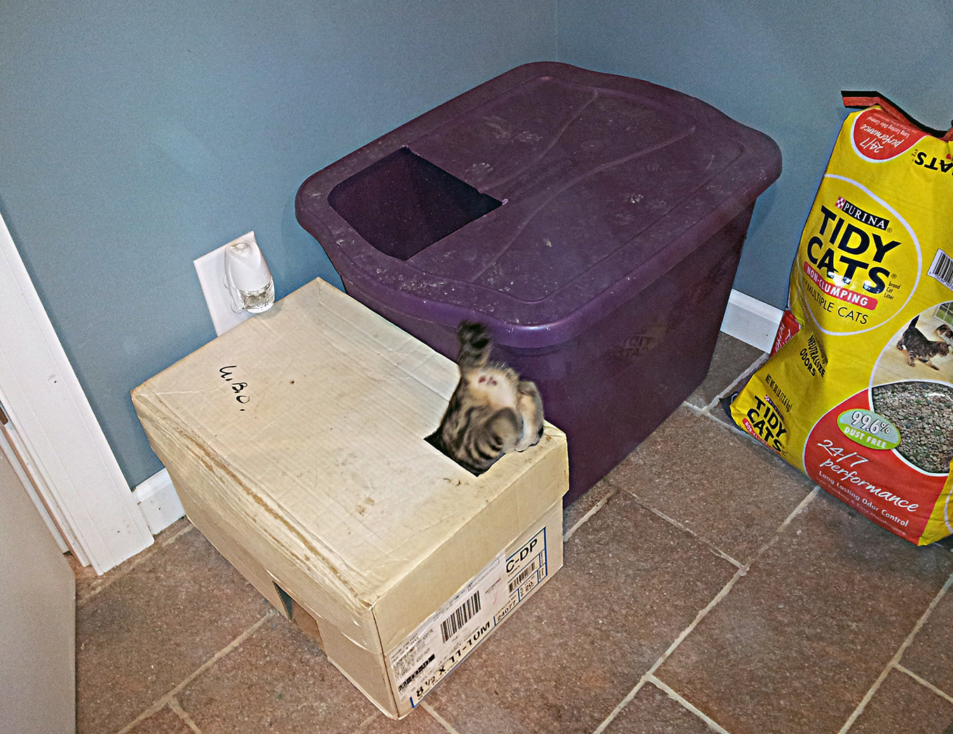 DIY Top Entry Litter Box
 Cat Hacks Top Entry Litterbox for $4 50 screwed on
