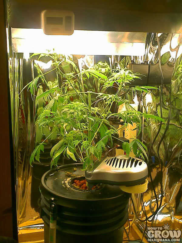 DIY Weed Grow Box
 Tips to be ing the MacGyver of DIY Marijuana Grow Boxes