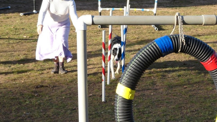 Dog Agility Jumps DIY
 DIY Beginner weave poles and tire jump for dog agility