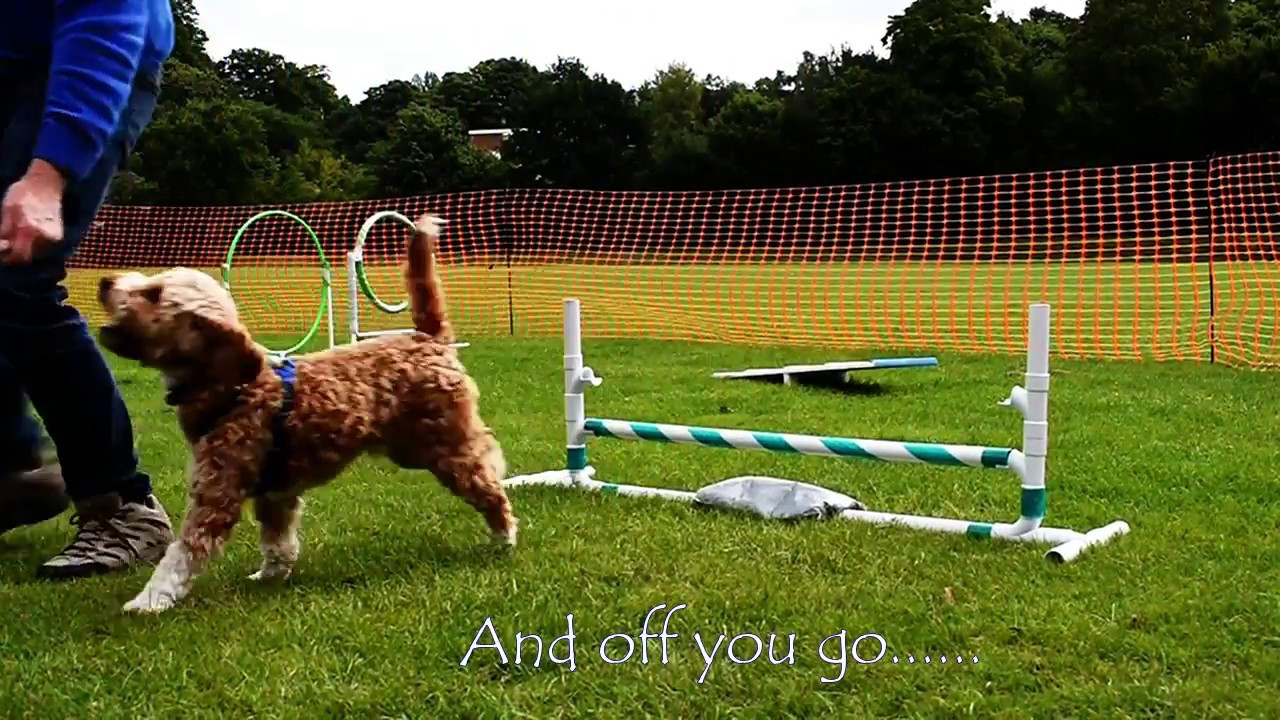 Dog Agility Jumps DIY
 DIY PVC pipe dog agility jump
