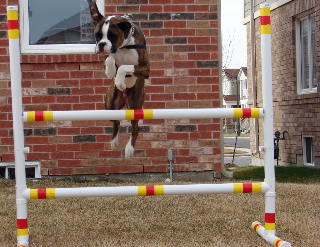 Dog Agility Jumps DIY
 Boxer Dog Stories DIY Dog Agility Jump