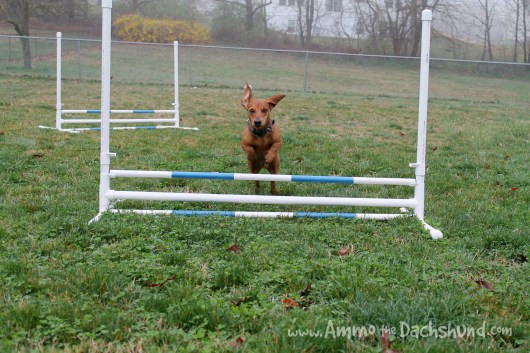 Dog Agility Jumps DIY
 DIY Build Your Own Agility Jumps