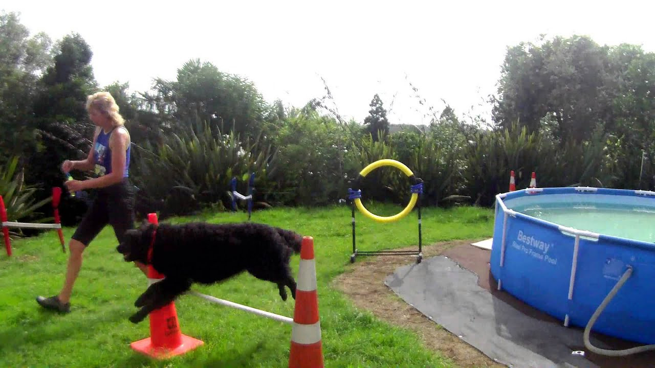 Dog Agility Jumps DIY
 DIY Dog Agility BackYard Jumps Practice