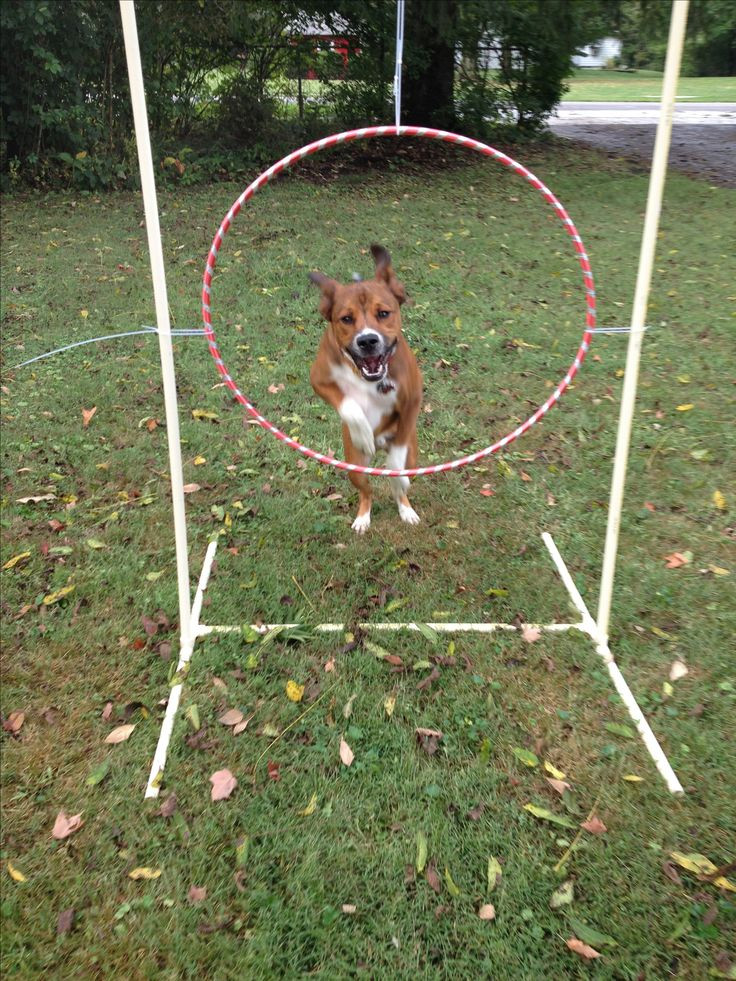 Dog Agility Jumps DIY
 Best 25 Dog playground ideas on Pinterest