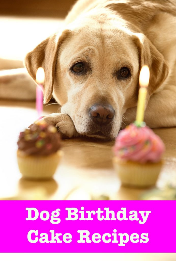 Dog Birthday Cake Recipe
 Dog Birthday Cake Recipes From Easy To Fancy Bakes