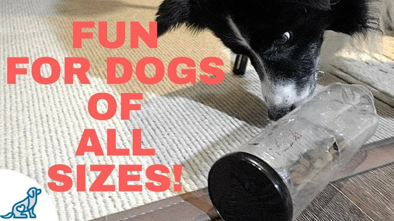 Dog Brain Games DIY
 Brain Games For Dogs DIY