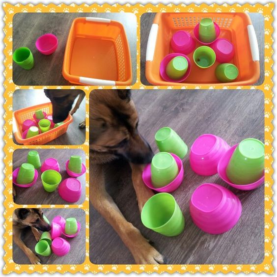 Dog Brain Games DIY
 Spel 5 hondenspel hond spel denkwerk hersenwerk brain dog