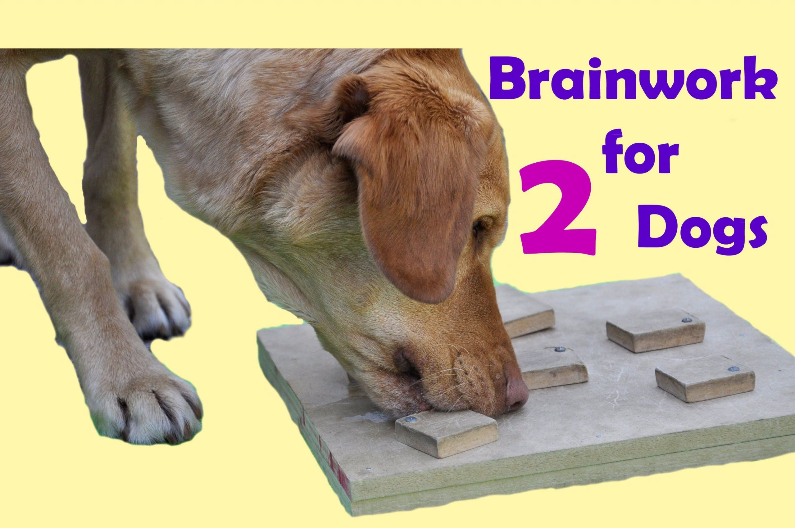 Dog Brain Games DIY
 DIY dog brain games dog enrichment activities dog food