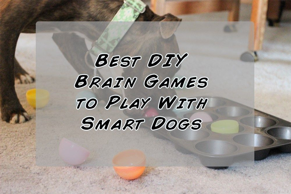 Dog Brain Games DIY
 Best Free DIY Dog Brain Games